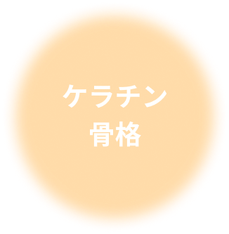 ケラチン骨格